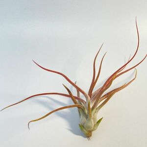 Tillandsia bulbosa Gigante x ionantha var.van_hyningii ③ チランジア ブルボーサギガンテ x イオナンタバンハイニンギ― エアプランツ