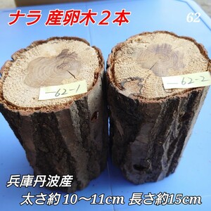 [ postage included ] production egg tree No.62nala 2 ps timber ho da tree .. tree . therefore 