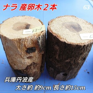 [ postage included ] production egg tree No.63nala 2 ps timber ho da tree .. tree . therefore 