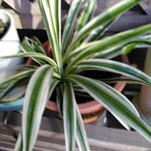  decorative plant olizru Ran leaf. center . green seedling 1 pot 980 jpy free shipping 