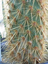 ガラパゴスウチワサボテン　金刺青肌　Opuntia echios var gigantea 柱サボテン ウチワサボテン_画像9