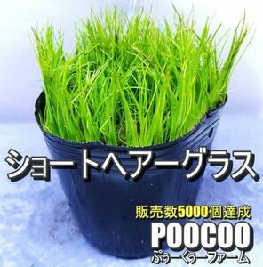 【毎朝発送】ショートヘアーグラス（6cmポット育成,水草,前景草,無農薬,スネールなし）No2136