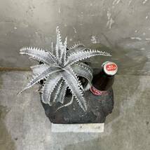 ［Pof］Dyckia 'Silver Dragon'×'Snow Shark' ディッキア・シルバードラゴン×スノーシャーク_画像8