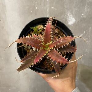 ［Pof］Orthophytum 'Brittle Star' オルトフィタム・ブリットルスター