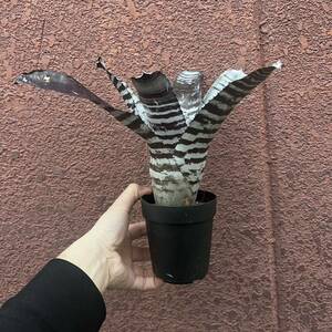 ［Pof］Aechmea chantinii Black Ice sendingエクメア・チャンティニー・ブラックアイス・実生④