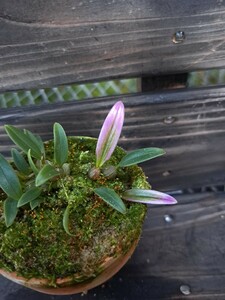 《喜晴園》深山麦蘭　【吟風】　ミヤマムギラン　バルボフィラム　Bulbophyllum japonicum　ムギラン　着生蘭　蘭　山野草