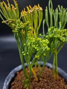 《喜晴園》松葉蘭　【元山文龍山】マツバラン　シダ　　山野草　古典園芸　Psilotum nudum