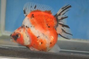 ★★達磨琉金（２歳）１２．５ｃｍ　２番　巻木養魚場！！