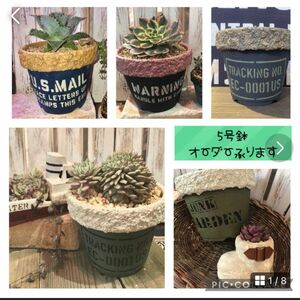 【5号鉢オーダー承ります】多肉植物 アガベ サボテン ユーフォルビア 観葉植物 リメイク鉢　他のサイズでも相談可能！