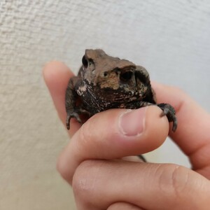 ヒキガエル　蟇蛙　ひきがえる　カエル　蛙　アズマヒキガエル　約5センチ　人工飼料食べます！！！
