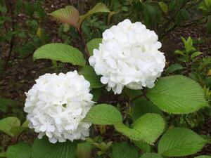 現品発送　オオデマリ　純白の花　白花　落葉樹　株立ち　暑さ寒さに強い　育てやすい　2