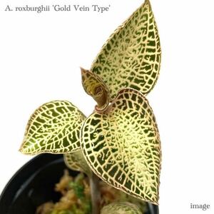 アネクトキルス ロクスバーギー 'ゴールドベインタイプ' (ジュエルオーキッド 宝石蘭 Anoectochilus roxburghii 'Gold Vein Type')