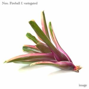 ネオレゲリア 'ファイヤーボール' 斑入り カット苗 (Neoregelia 'Fireball' f. variegated)