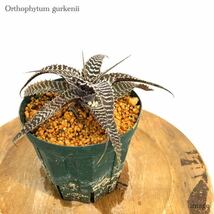 オルソフィツム グルケニー 4寸 (ブロメリア Orthophytum gurkenii)_画像1