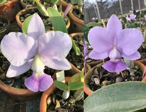 C. walkeriana coerulea x sib ('CK B' x 'Marcia Ferraz') 洋蘭 原種