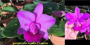 C. walkeriana flamea x sib ('Tres Lagoas' x 'Realce') 洋蘭 原種