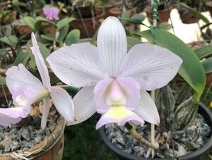 C. nobilior v. amaliae f. striata 'Joao Vitor' 洋蘭 原種