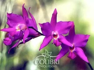 新入荷 Laelia x gouldiana 洋蘭 原種