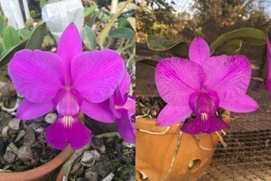 C. walkeriana flamea x sib ('EDF 69' x 'Rainha') 洋蘭 原種