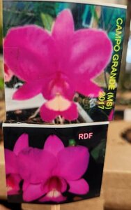 C. nobilior x sib ('Campo Grande' x 'RDF') 洋蘭 原種