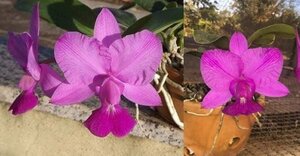 C. walkeriana flamea x sib ('Solaris' x 'Rainha') 洋蘭 原種