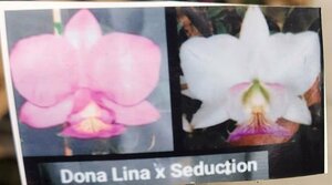 C. nobilior x sib ('Dona Lina' x 'Seduction') 洋蘭 原種