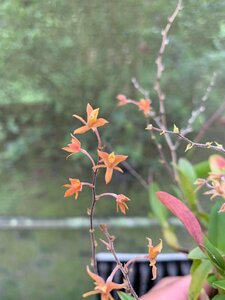 Epidendrum avicula 洋蘭 原種