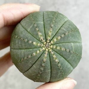 【B3862】【選抜中株！！】ユーフォルビア オベサ Euphorbia obesa ( 検索 アガベ 塊根植物 パキポディウム 多肉植物 )