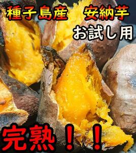 【種子島産】お試し用プチサイズ　安納芋紅1kg ねっとり！完熟！【K-GAP取得】