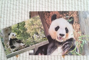 タンタン 王子動物園　ポストカード&レター　ジャイアントパンダ 旦旦　2