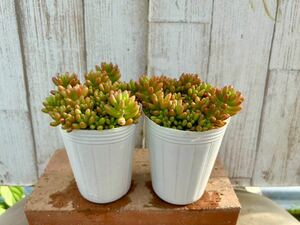 多肉植物 虹の玉２ポット　寄せ植えに。