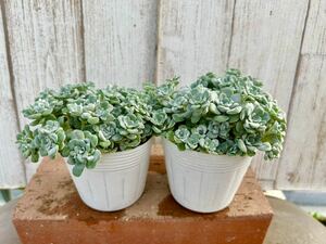 多肉植物 白雪ミセバヤ２ポット　寄せ植えに。