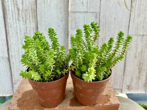 多肉植物 ラベンダー２ポット　寄せ植えに。