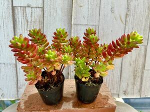 多肉植物 虹の玉２ポット　寄せ植えに。