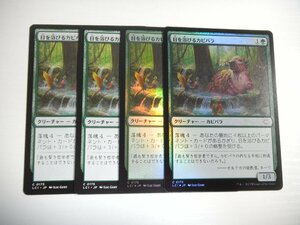 D523【MTG】日を浴びるカピバラ Foil×2 非Foil×2 4枚セット