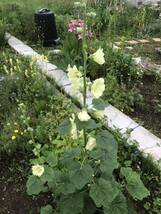 花種　タチアオイ　宿根草　10個　北海道より_画像4