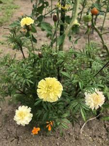 花種　一年草　マリーゴールド　バニラ　種約30個　北海道より