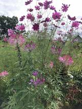 花種　一年草　クレオメ　西洋フウチョウ　ピンク&紫のミックス　約20粒　北海道より_画像3