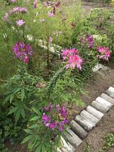 花種　一年草　クレオメ　西洋フウチョウ　ピンク&紫のミックス　約20粒　北海道より_画像2