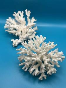 【D3154】白珊瑚 原木 2点 重量 ①108.1g ②142g 珊瑚礁 サンゴ 置物 アクアリウム