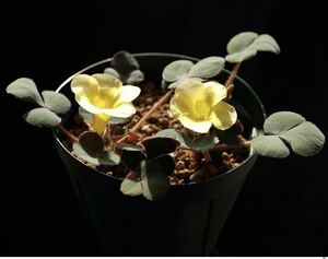 【ラスト！ナンバー、産地付きの南ア産オキザリス！】Oxalis luteola 'Glauca' MV5567 5球〈多肉植物、球根植物、ケープバルブ〉