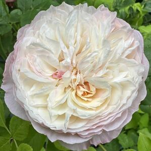  rose seedling connection tree large stock hard-to-find rare popular cut flower goods kind [0n Stan s]