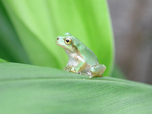 ♪♪　【毎年大人気です！！】　かわいい緑色型のアマガエル2匹！!　♪♪