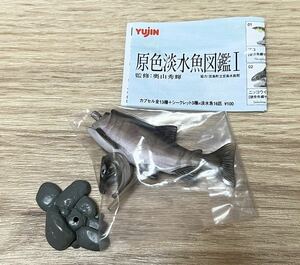 ◆YUJIN ユージン 原色淡水魚図鑑 サケ シロザケ 鮭 お魚 フィギュア 未使用品