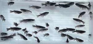 I●530【一舞めだか】現物 影翼 幼魚 35匹 漆黒 メダカ 現状 未選別 11/9発送 ※同梱 まとめ 日指定不可