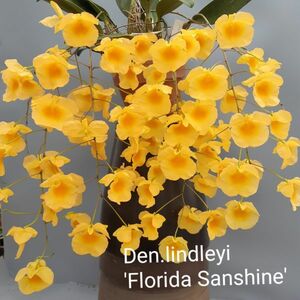 6952【花なし株】デンドロビューム リンドレイ ‘フロリダサンシャイン’　②　 Den.lindleyi ‘Florida Sunshine’ HCC/AO
