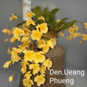 6948【花なし株】デンドロビューム ウェンフェン 　②　 Den.Ueang Phueng 洋蘭 交配種 (0957-81659)