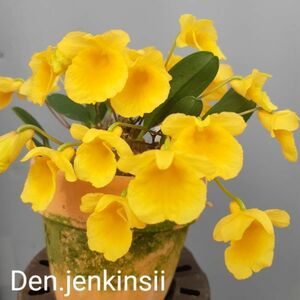 6944【花なし株】デンドロビューム ジェンケンシー　③　 Den. jenkensii 洋蘭 原種 (10000755)