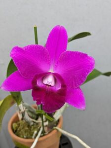 6926【花付き株】カトレア ミニパープル C.(Lc.)Mini Purple 洋蘭 交配種 (23784)