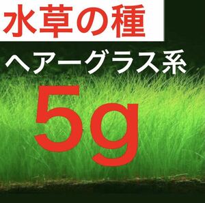 アクアリウム 水草の種 ショートヘアーグラス 系　5g